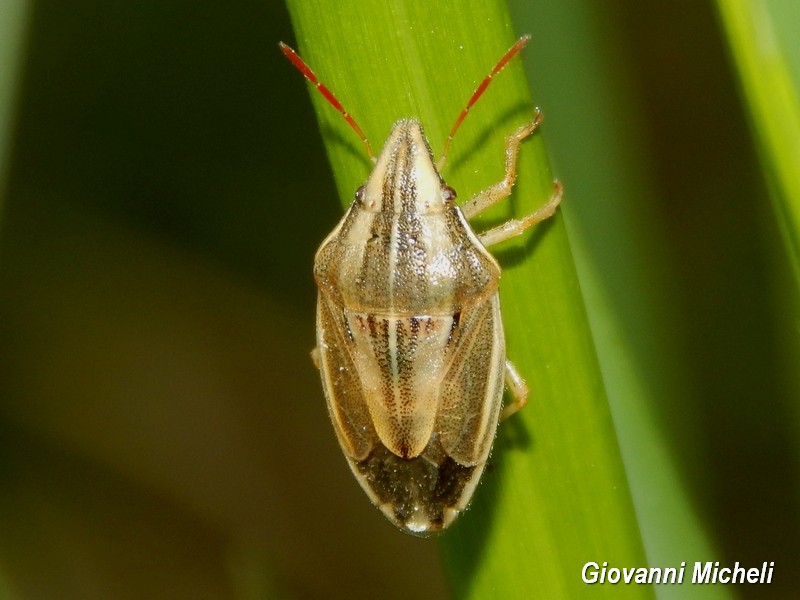 Pentatomidae: Aelia acuminata